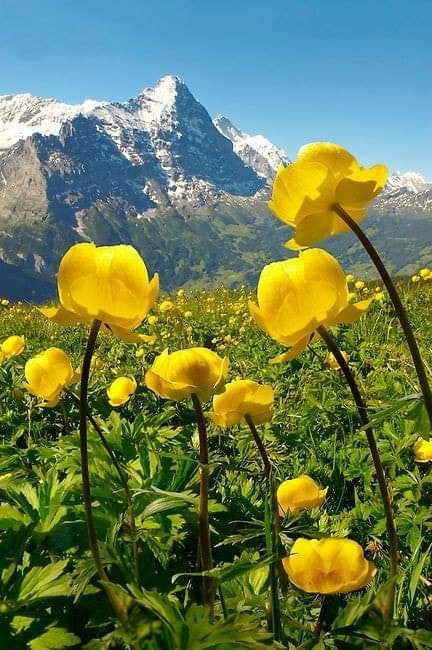 Nature