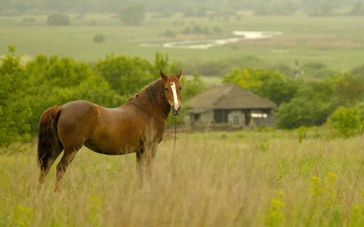 horse