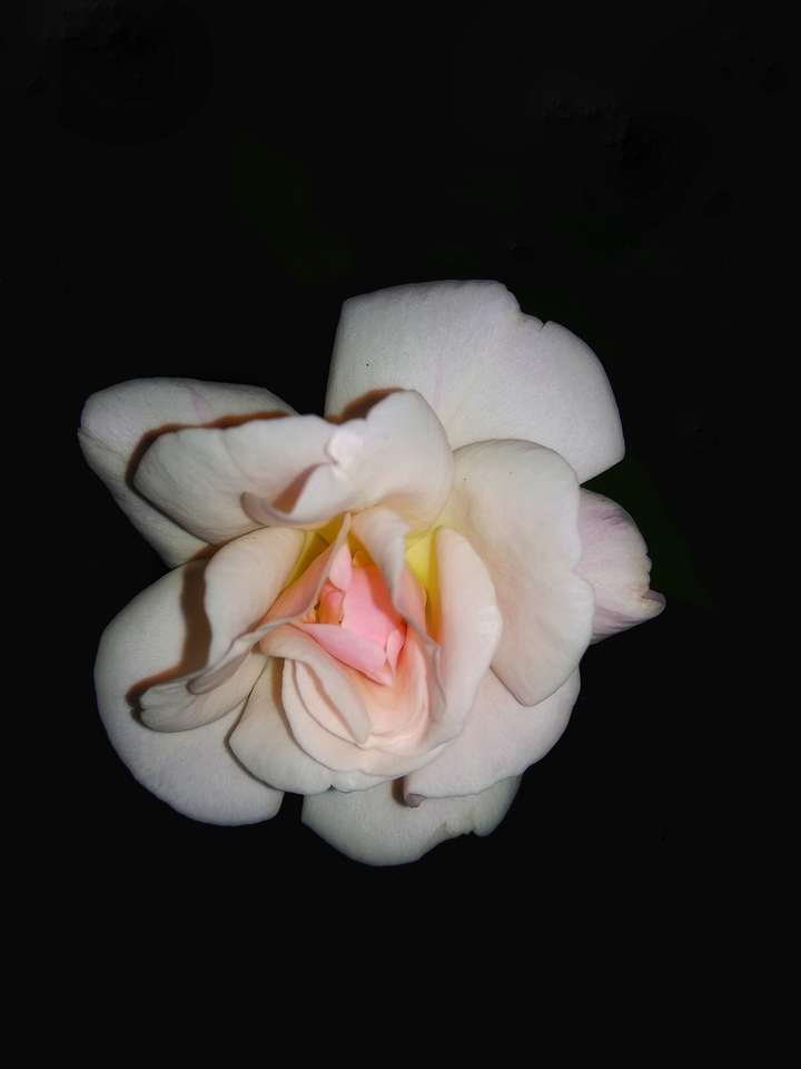 White Rose