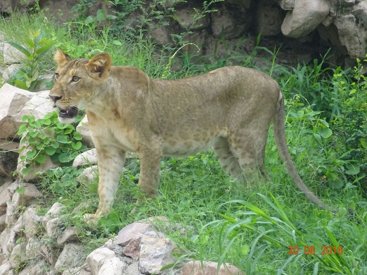 Lion