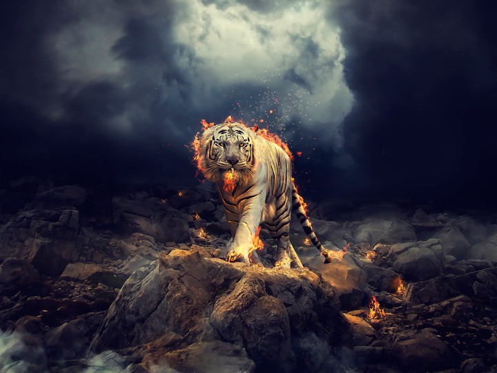 tiger fire