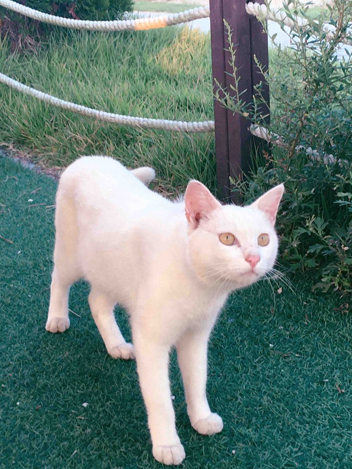 cat