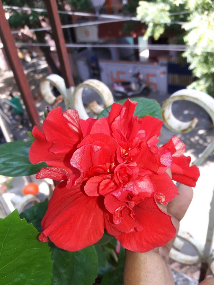 hibiscus