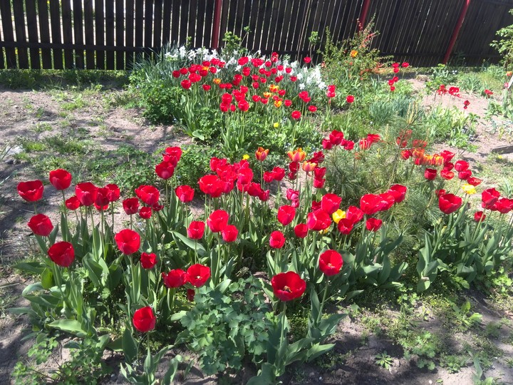 весна