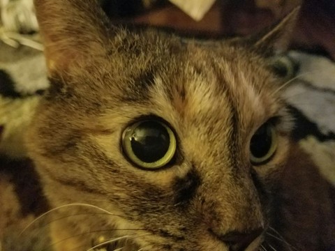 Kitty
