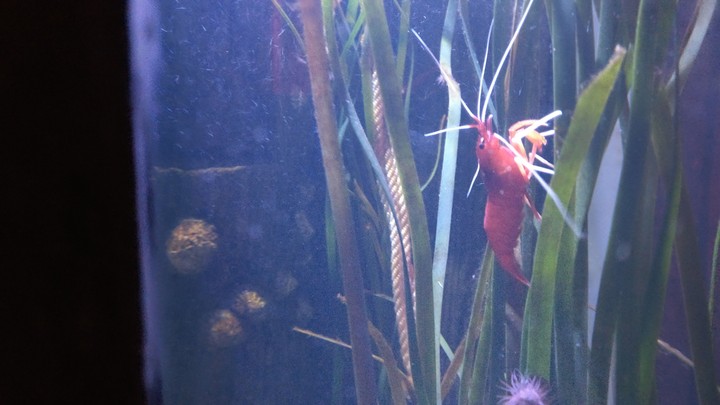 Tiere im Aquarium Berlin