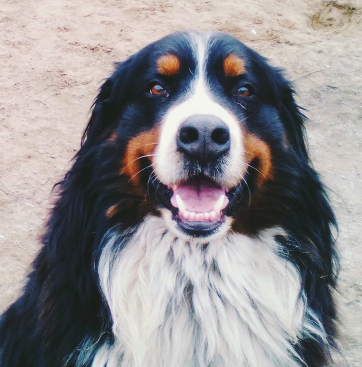 bernese