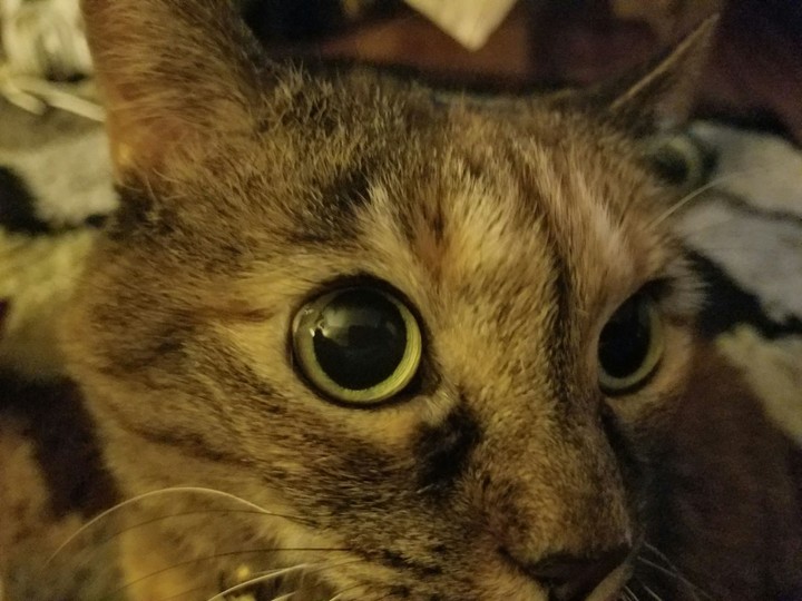 Kitty
