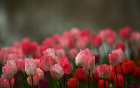 Bud, petal achtergronden