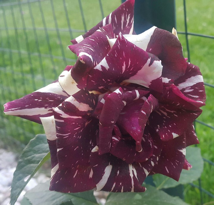 rose