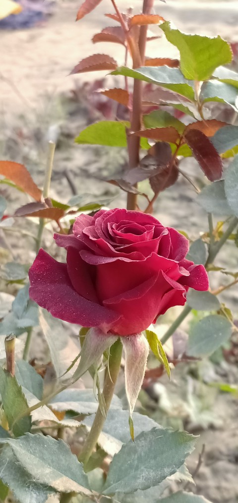 گلاب کا پھول