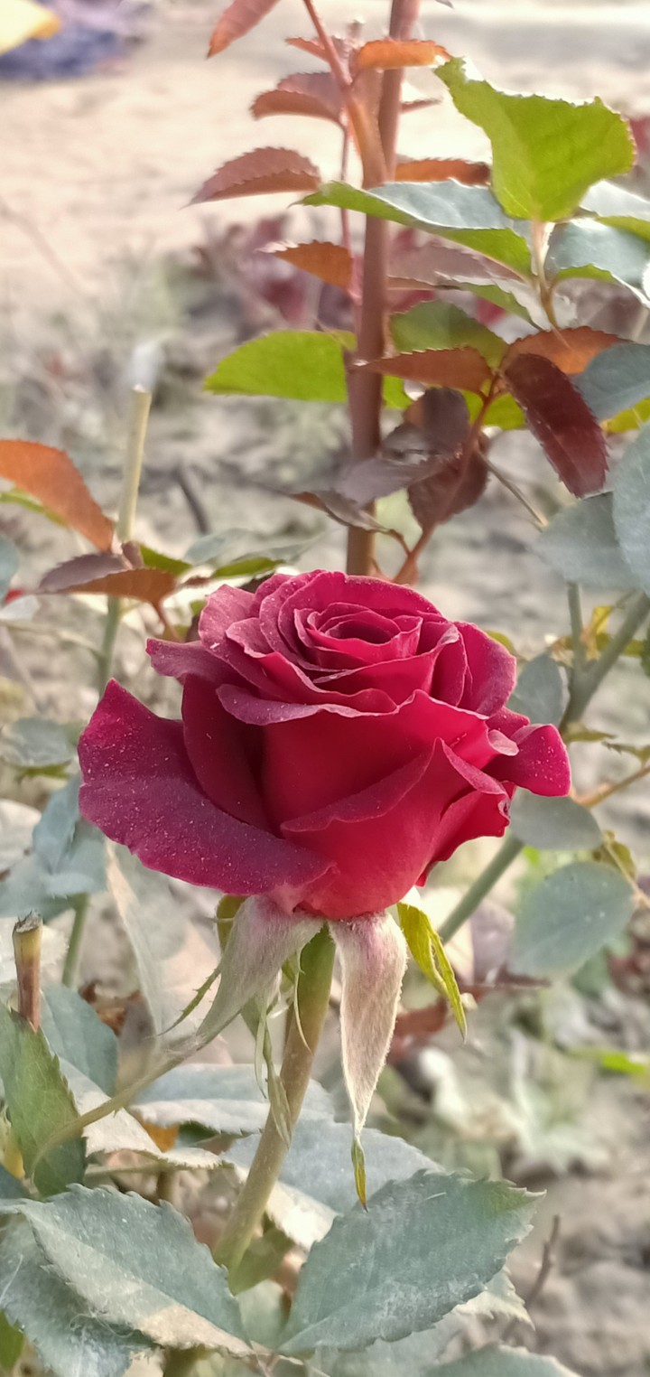 گلاب کا پھول