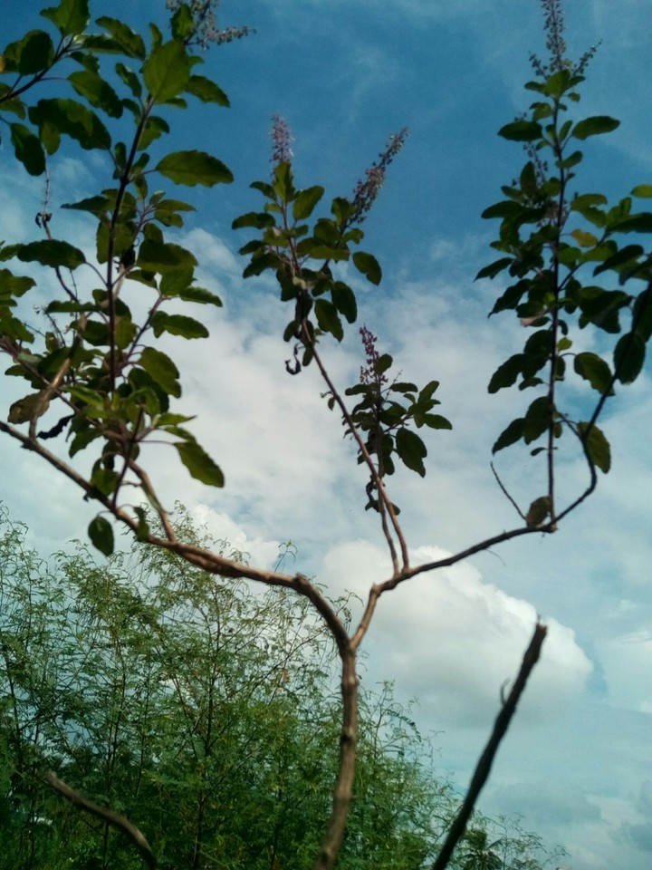 Tulsi : the sacred tree