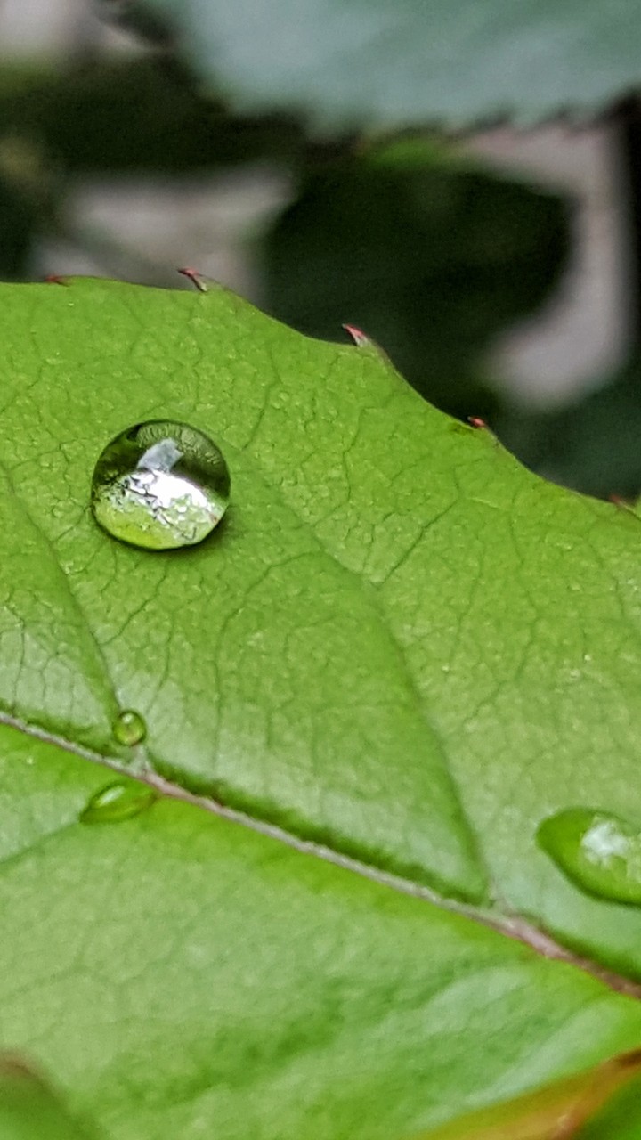 Rain drop