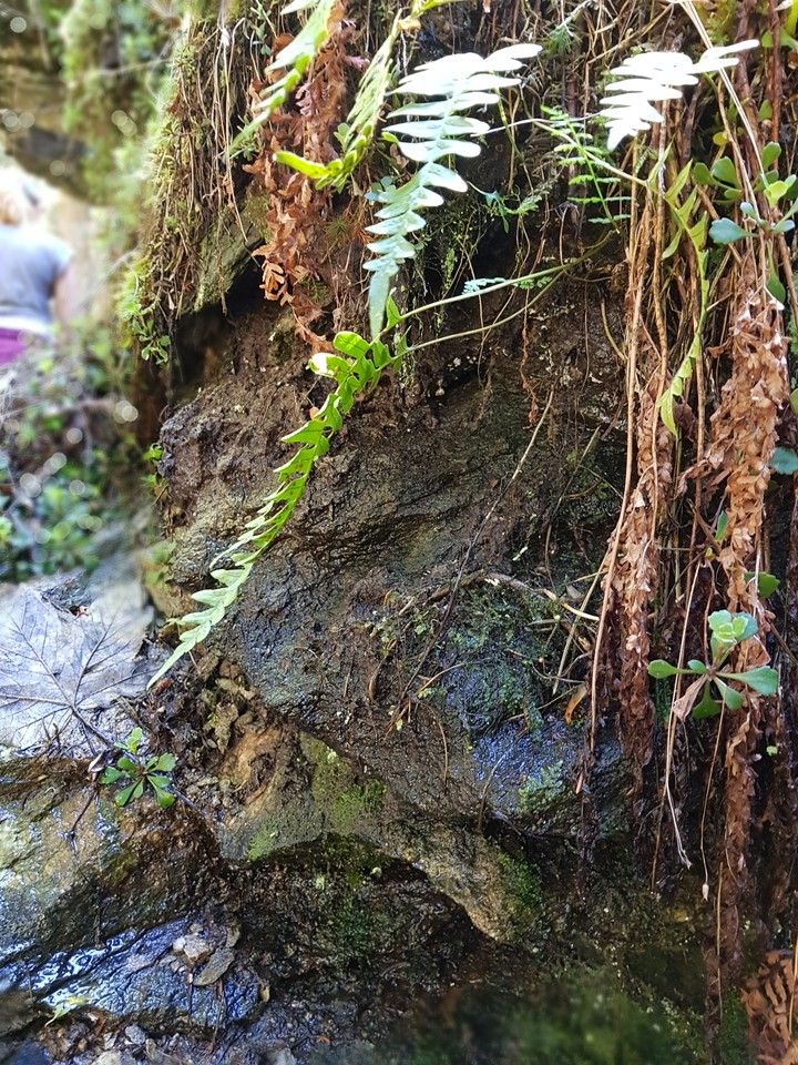 In the forest
