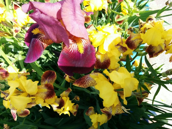 iris