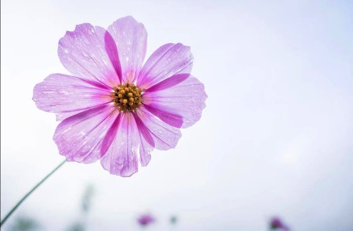 #spring
