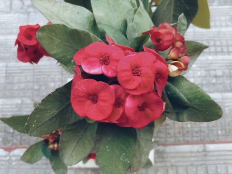 Red Flower