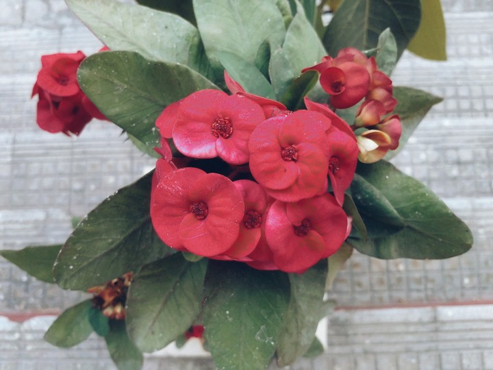 Red Flower