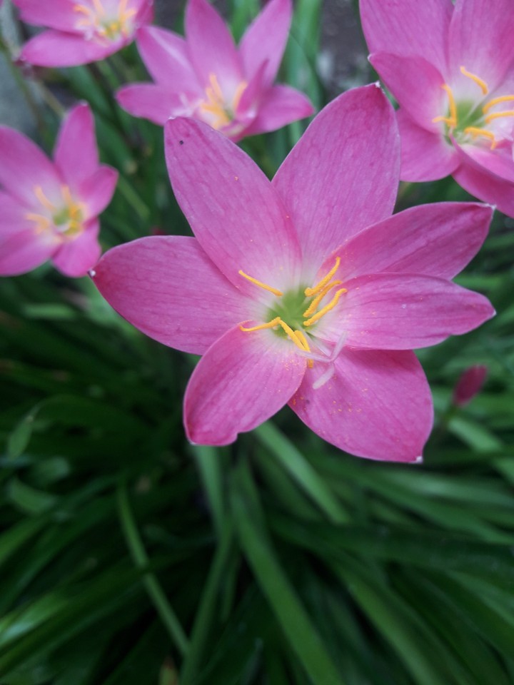 flowers