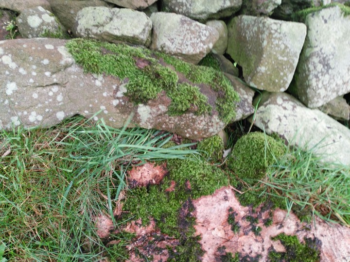 Countryside Wall Close Up