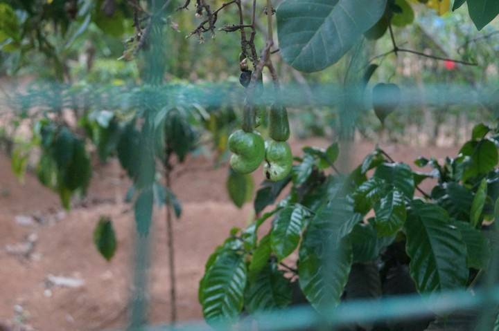 Cashewnut tree