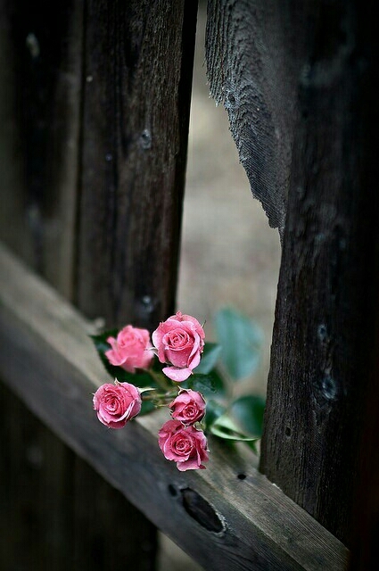 Roses