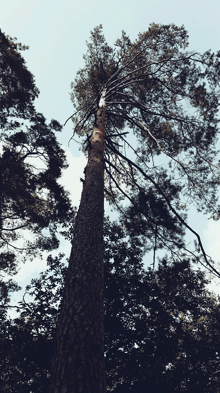 Forest Vs Tall Pine Trees