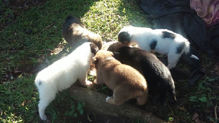 Cachorros con hambre