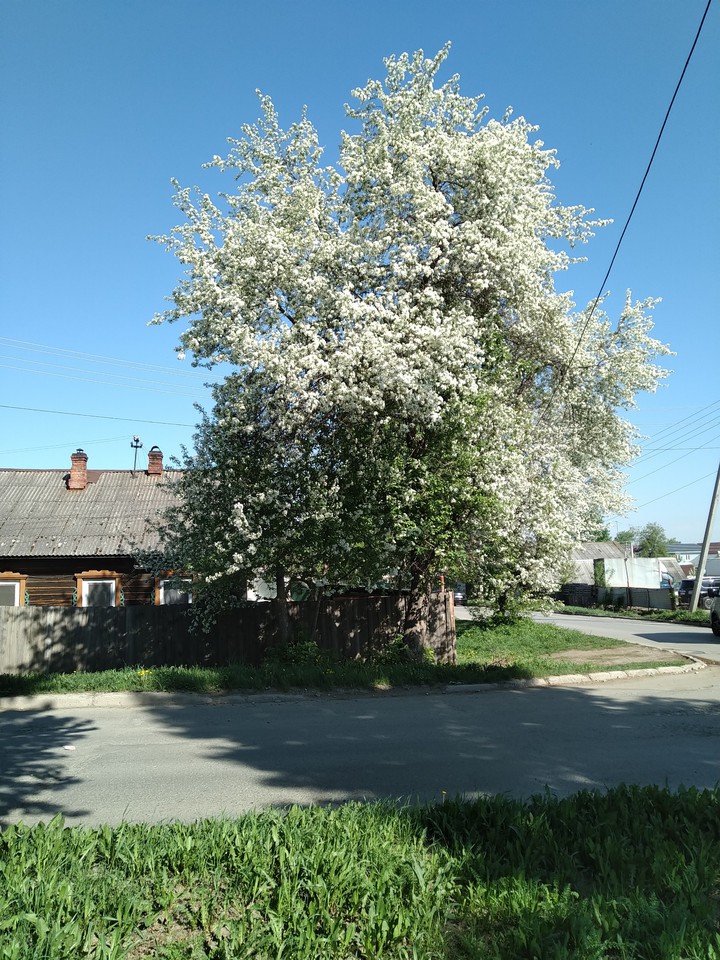 Весна
