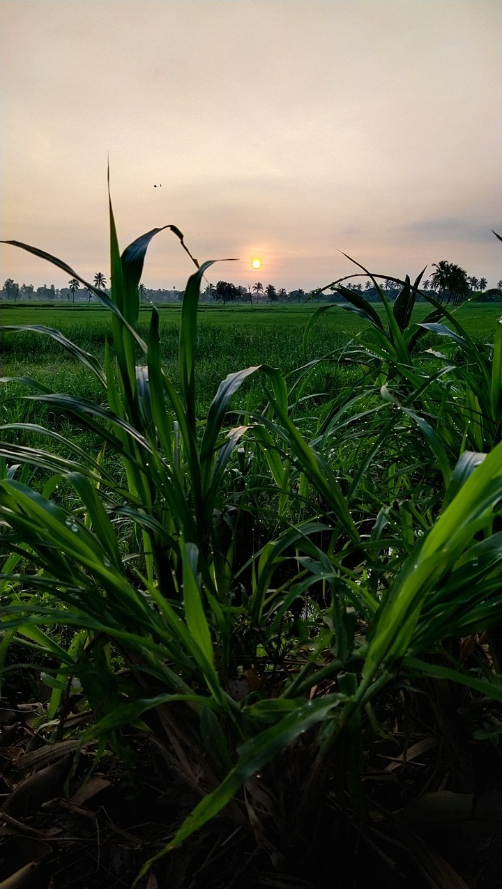 Evergreen sunrise