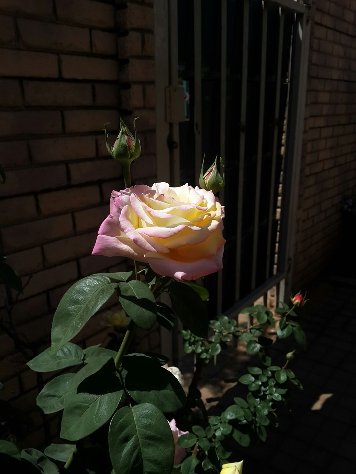 Two toned rose