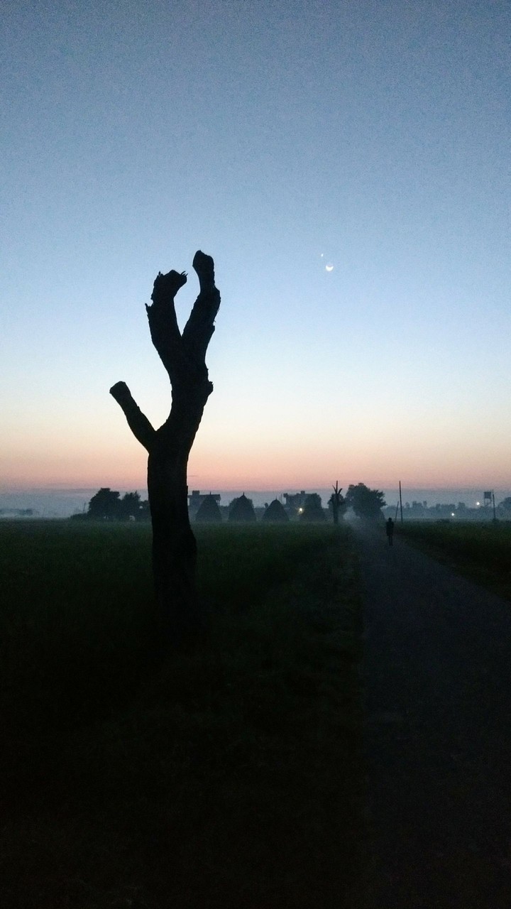 Morning Scene