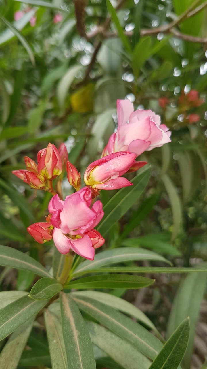 Pink Flower