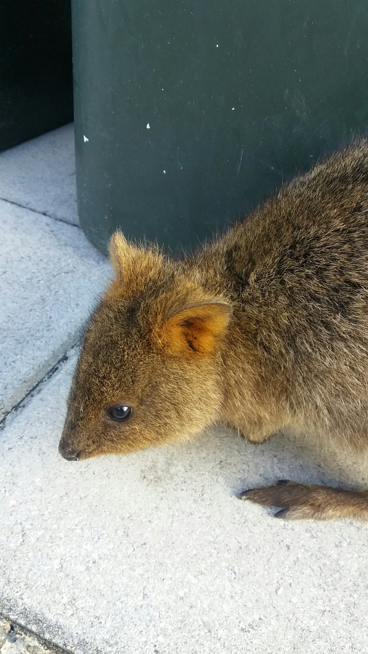quocka