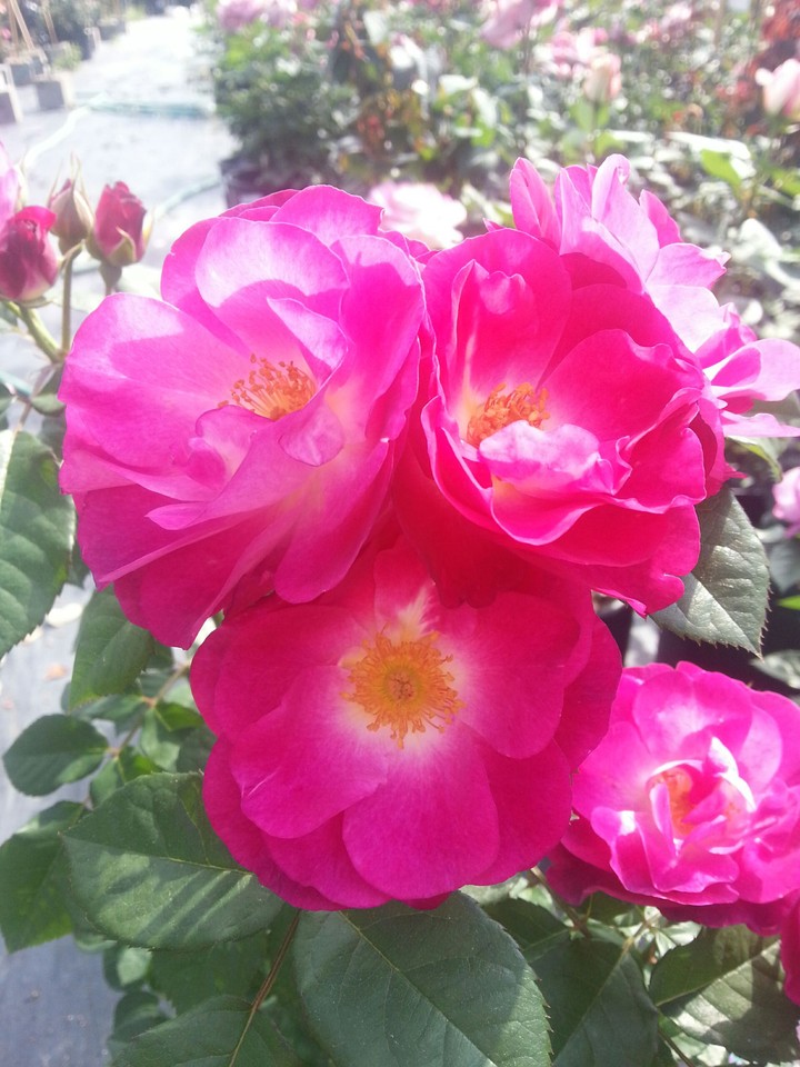 Pink Rose