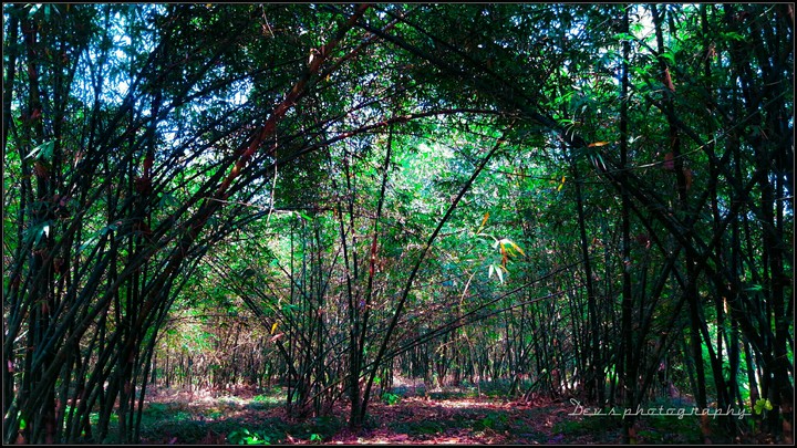 In the green