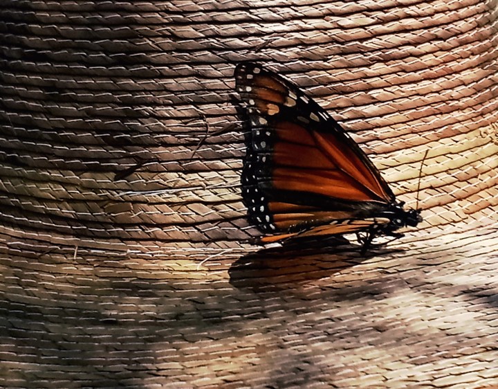 #butterfly #nature #mariposa
