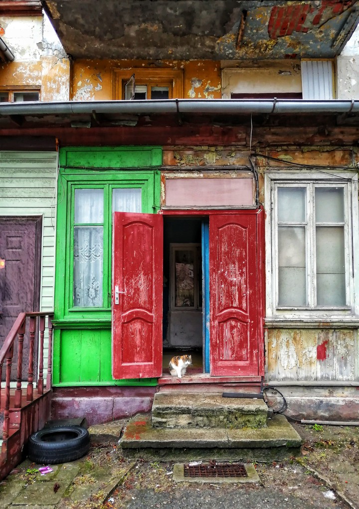 cat
