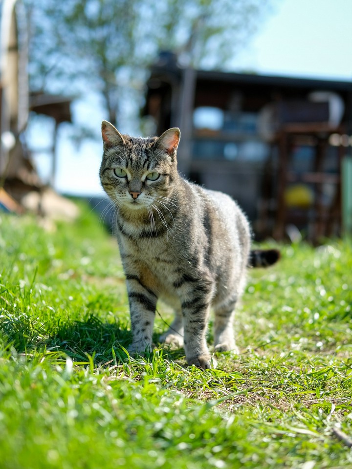 cat