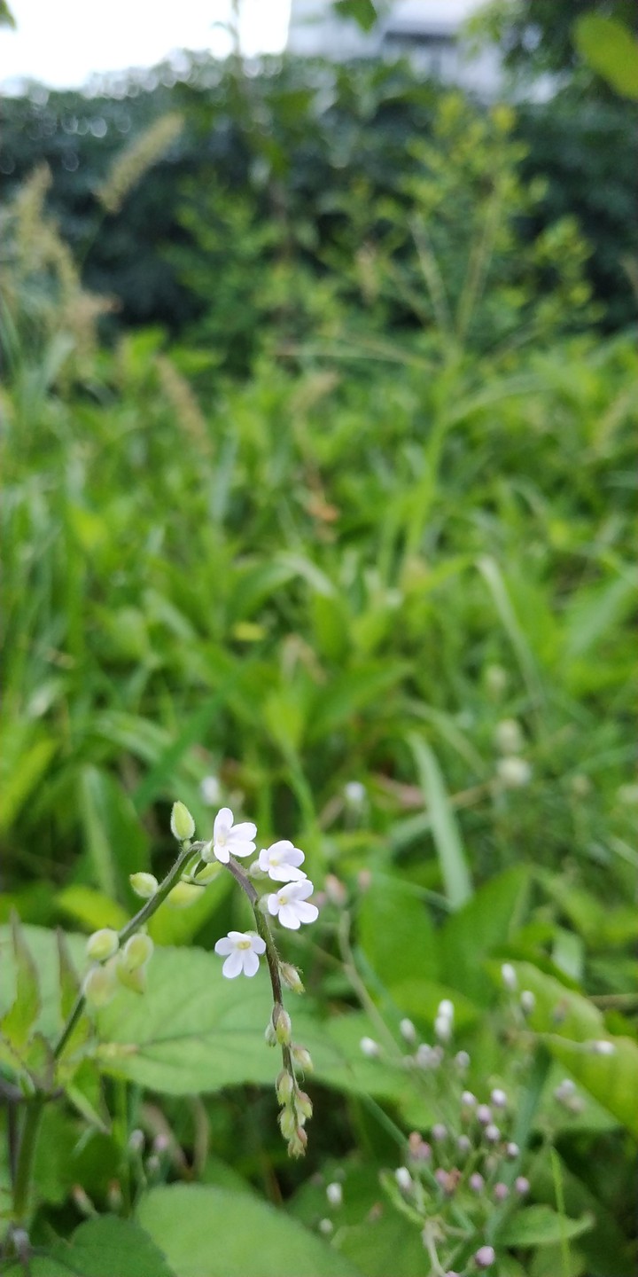 Wild Flower