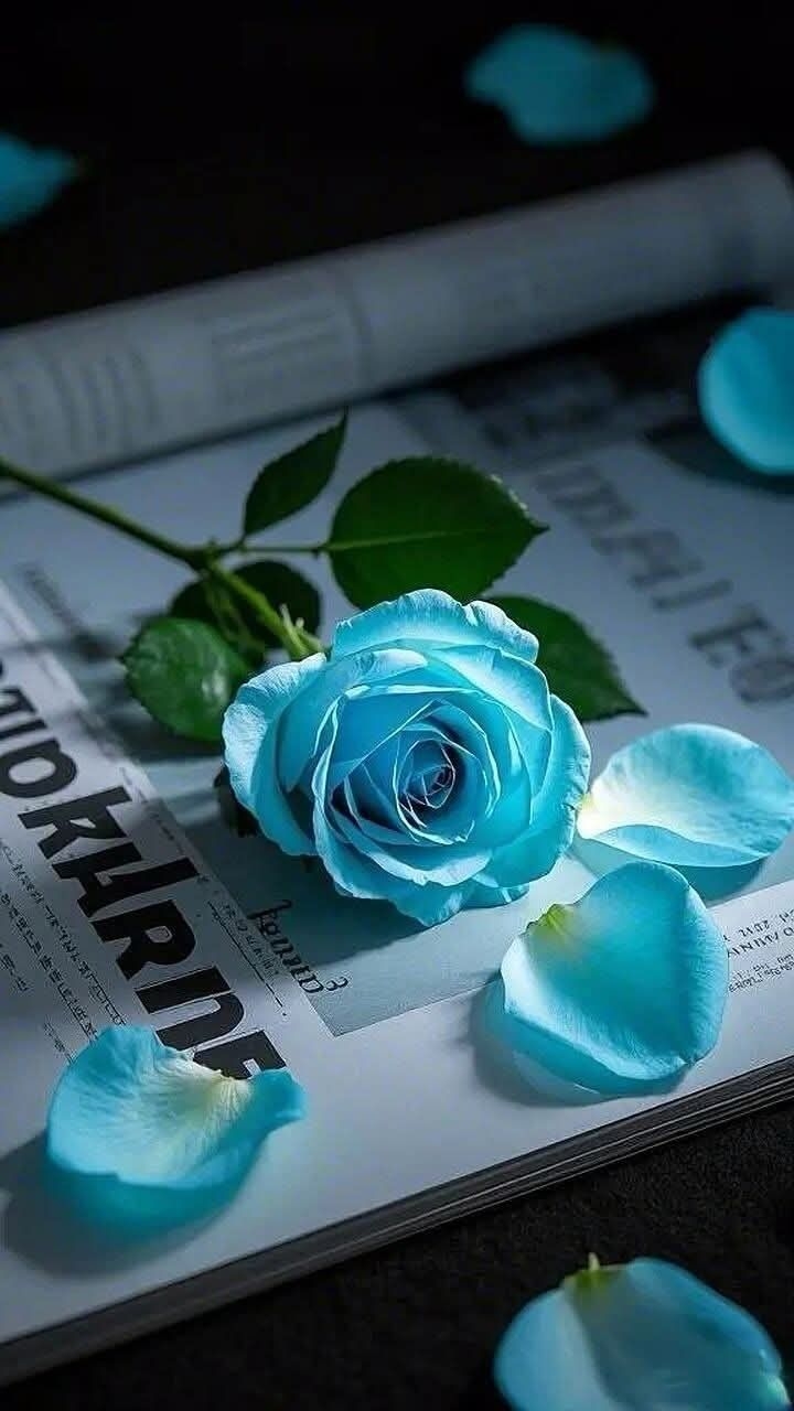 floribunda, rose Hintergrundbilder