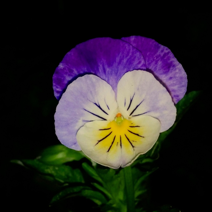 Spider Flower