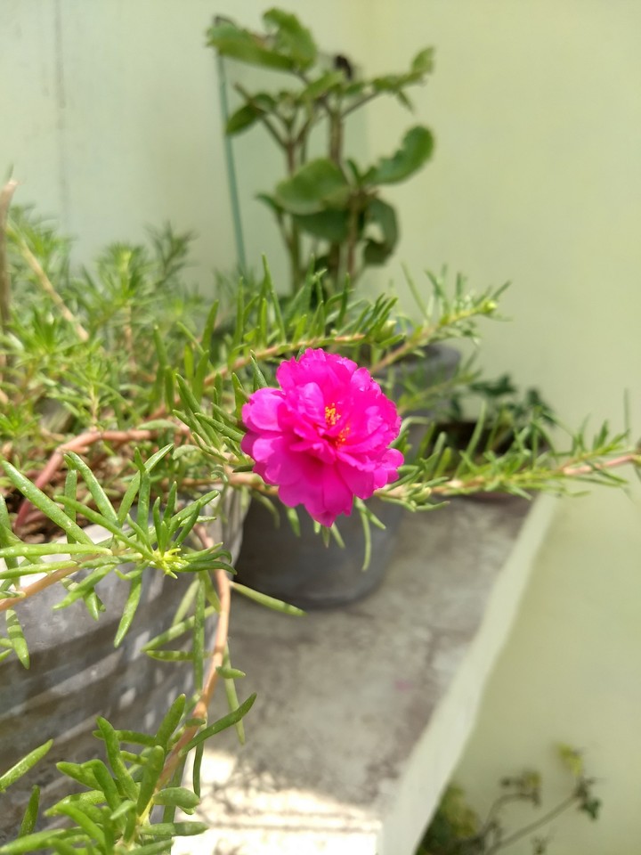 morning flower