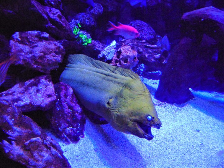 Peixe moreia