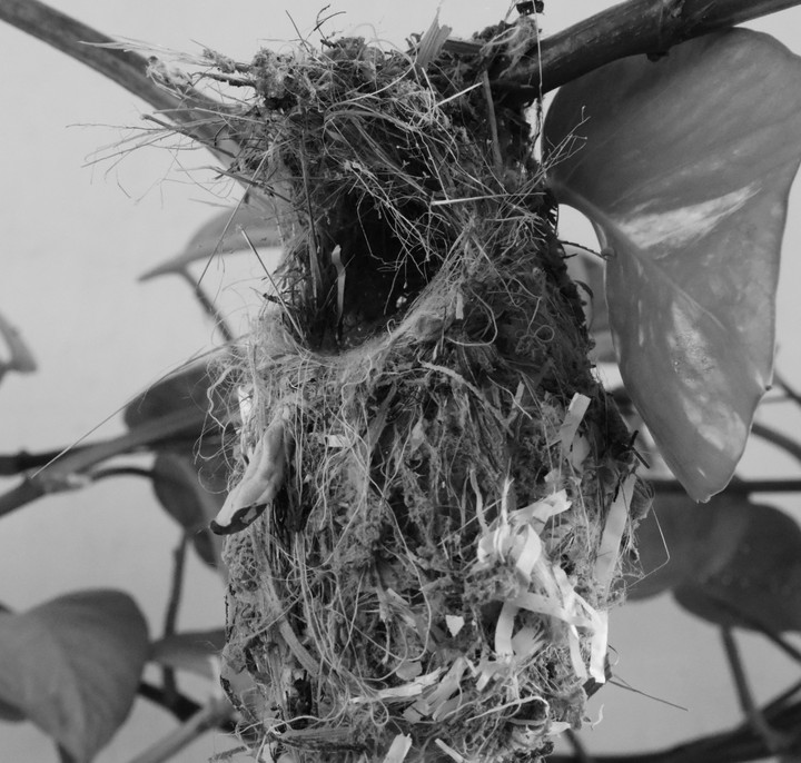 Nest