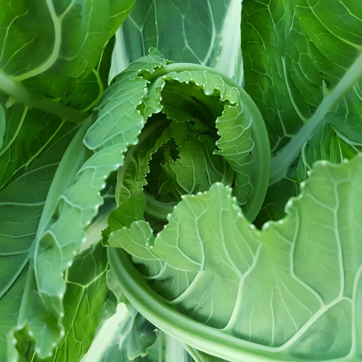 cabbage