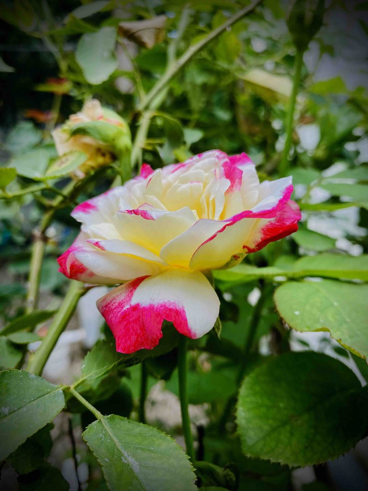rose