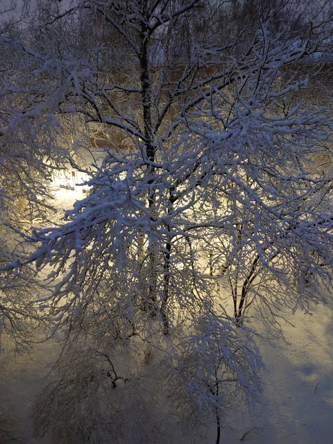 sfondi trunk, twig