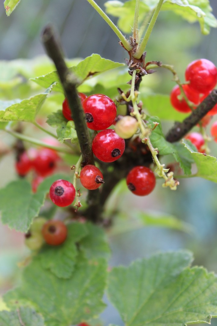 fruit